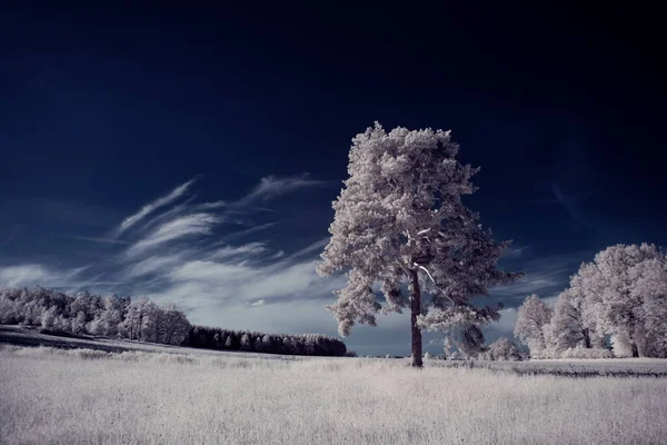 Infraröd Fotografi Foto Landskap Med Träd Himlen Med Moln Konsten — Stockfoto