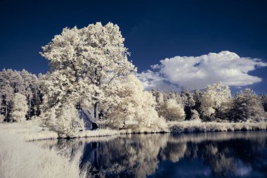 Kızılötesi fotoğrafçılık - bulutlu gökyüzü altındaki ağaçlarla gerçek üstü bir manzara fotoğrafı - dünyamızın sanatı ve görünmez kızılötesi kamera spektrumundaki bitkiler