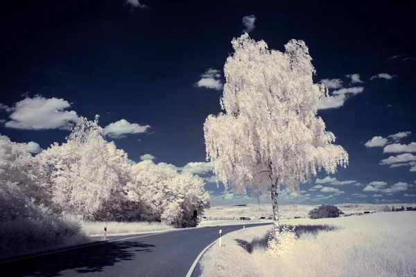 Infraröd Fotografi Surrealistiskt Foto Landskap Med Träd Molnig Himmel Konsten — Stockfoto