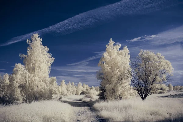 Infrared Photography Surreal Photo Landscape Trees Cloudy Sky Art Our — Stock Photo, Image