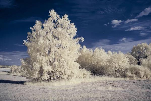 Fotografía Infrarroja Foto Surrealista Del Paisaje Con Árboles Bajo Cielo — Foto de Stock