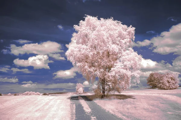 Fotografía Infrarroja Foto Surrealista Del Paisaje Con Árboles Bajo Cielo —  Fotos de Stock