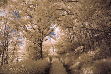 Kızılötesi fotoğrafçılık - bulutlu gökyüzü altındaki ağaçlarla gerçek üstü bir manzara fotoğrafı - dünyamızın sanatı ve görünmez kızılötesi kamera spektrumundaki bitkiler