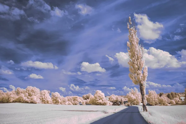 Infraröd Fotografi Surrealistiskt Foto Landskap Med Träd Molnig Himmel Konsten — Stockfoto
