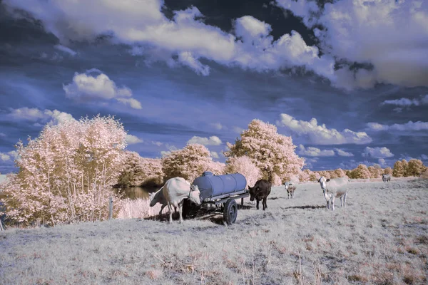 Fotografia Infravermelha Foto Surreal Paisagem Com Árvores Sob Céu Nublado — Fotografia de Stock