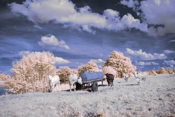 Fotografia Infravermelha Foto Surreal Paisagem Com Árvores Sob Céu Nublado — Fotografia de Stock