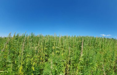 Marihuana tarlasında kanabiler sativa ot haşhaş tarlaları