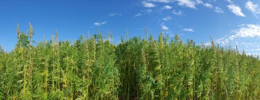 Marihuana tarlasında kanabiler sativa ot haşhaş tarlaları