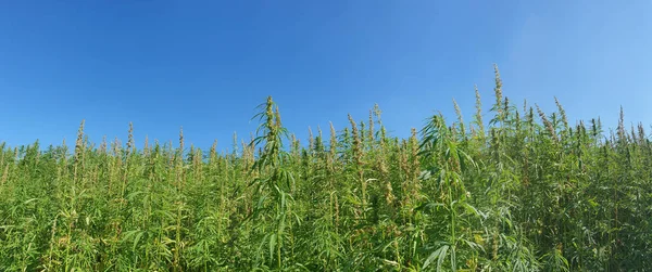 Marihuana tarlasında kanabiler sativa ot haşhaş tarlaları