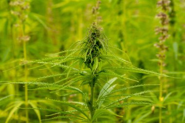 Marihuana tarlasında kanabiler sativa ot haşhaş tarlaları
