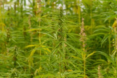 Marihuana tarlasında kanabiler sativa ot haşhaş tarlaları