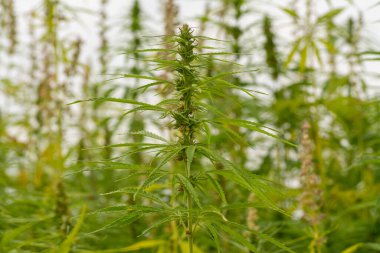 Marihuana tarlasında kanabiler sativa ot haşhaş tarlaları