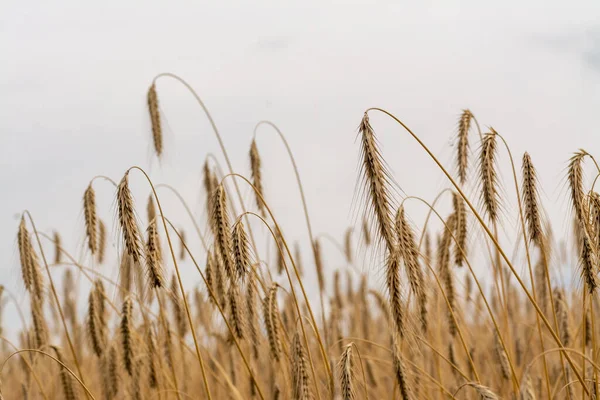 Canabis Marihuána Mezőn Farm Sativa Kender Hasis Ültetvény — Stock Fotó