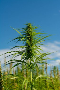 Marihuana tarlasında kanabiler sativa ot haşhaş tarlaları