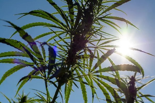 Canabis Marihuana Veld Boerderij Sativa Onkruid Hennep Hash Plantage — Stockfoto