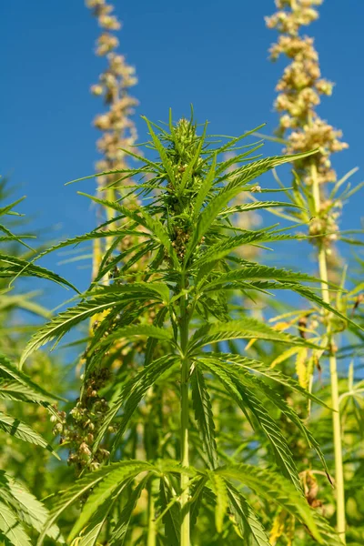 Canabis Marijuana Field Farm Sativa Weed Hemp Hash Plantation — Stock Photo, Image