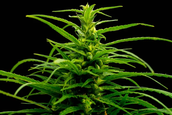Cannabis Auf Marihuana Feldfarm Sativa Jätet Hanf Hasch Plantage — Stockfoto