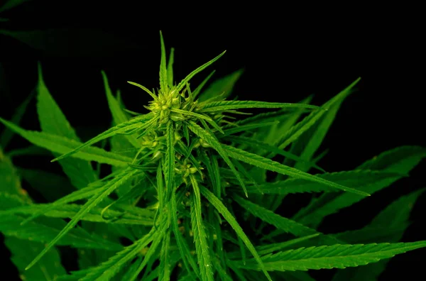 Canabis Marijuana Fält Gård Sativa Ogräs Hampa Hasch Plantage — Stockfoto