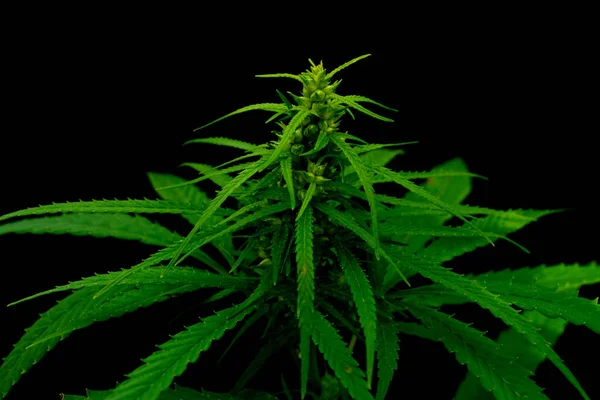 Canabis Marijuana Fält Gård Sativa Ogräs Hampa Hasch Plantage — Stockfoto