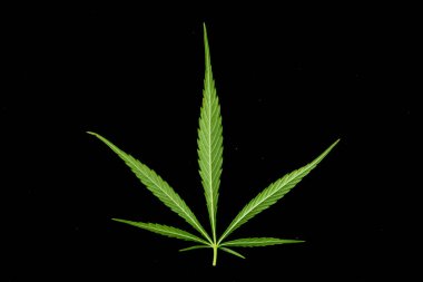 Marihuana tarlasında kanabiler sativa ot haşhaş tarlaları
