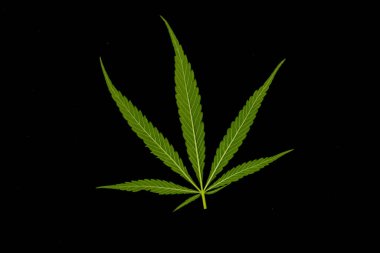 Marihuana tarlasında kanabiler sativa ot haşhaş tarlaları