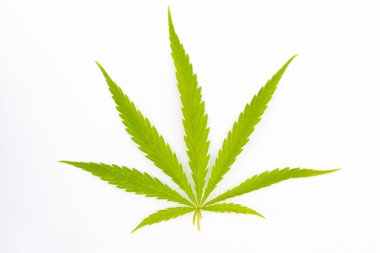 Marihuana tarlasında kanabiler sativa ot haşhaş tarlaları