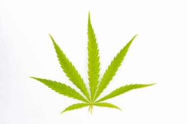 Marihuana tarlasında kanabiler sativa ot haşhaş tarlaları