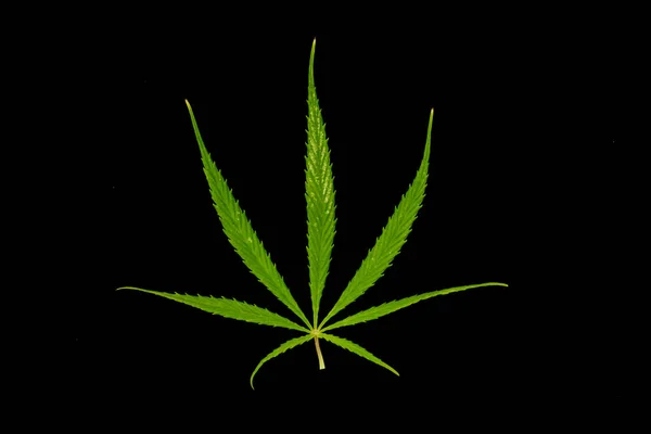 Canabis Marihuanovém Poli Farma Sativa Plevel Konopí Hash Plantáž — Stock fotografie