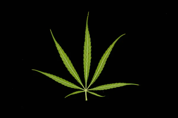 Canabis Marijuana Field Farm Sativa Weed Hemp Hash Plantation — Stock Photo, Image