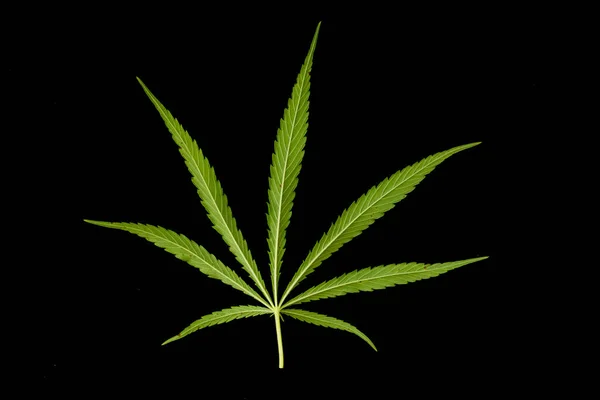 Canabis Marijuana Fält Gård Sativa Ogräs Hampa Hasch Plantage — Stockfoto