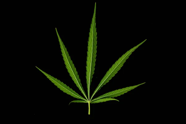 Cannabis Auf Marihuana Feldfarm Sativa Jätet Hanf Hasch Plantage — Stockfoto