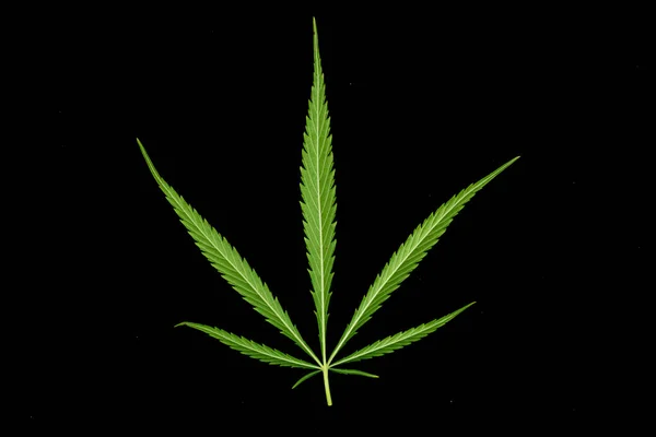 Canabis Marijuana Field Farm Sativa Weed Hemp Hash Plantation — Stock Photo, Image