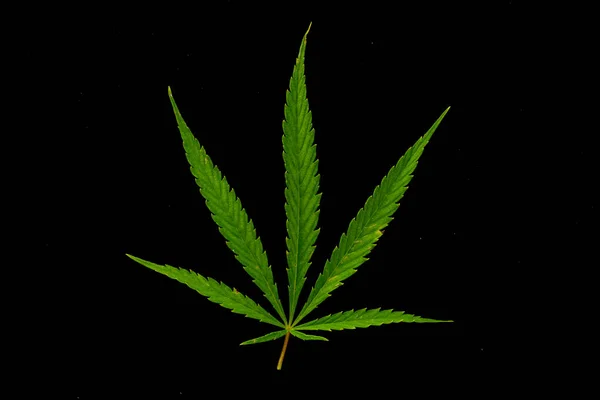 Canabis Marihuanovém Poli Farma Sativa Plevel Konopí Hash Plantáž — Stock fotografie