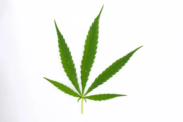 Canabis Marihuana Veld Boerderij Sativa Onkruid Hennep Hash Plantage — Stockfoto