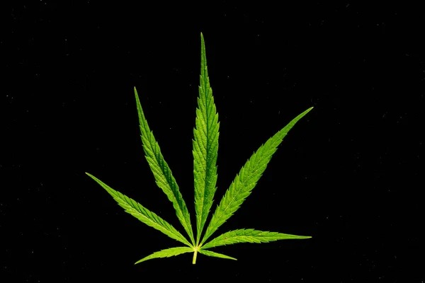 Canabis Farmie Marihuany Sativa Chwasty Konopie Hash Plantacji — Zdjęcie stockowe