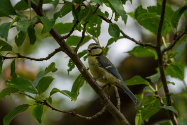 Detaylı tüyleri olan renkli bir kuşun makro yakın çekimi, keskin odaklı ve canlı tüylü vahşi doğa fotoğrafçılığı