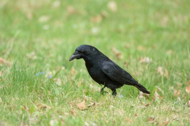 Detaylı tüyleri olan renkli bir kuşun makro yakın çekimi, keskin odaklı ve canlı tüylü vahşi doğa fotoğrafçılığı