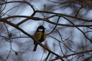 Detaylı tüyleri olan renkli bir kuşun makro yakın çekimi, keskin odaklı ve canlı tüylü vahşi doğa fotoğrafçılığı