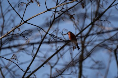 Detaylı tüyleri olan renkli bir kuşun makro yakın çekimi, keskin odaklı ve canlı tüylü vahşi doğa fotoğrafçılığı