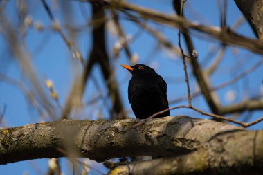Detaylı tüyleri olan renkli bir kuşun makro yakın çekimi, keskin odaklı ve canlı tüylü vahşi doğa fotoğrafçılığı