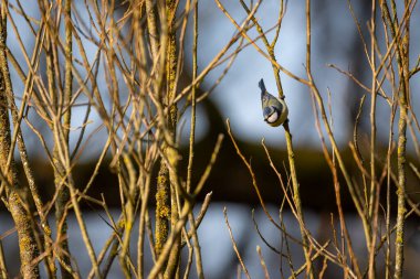 Detaylı tüyleri olan renkli bir kuşun makro yakın çekimi, keskin odaklı ve canlı tüylü vahşi doğa fotoğrafçılığı