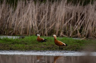 Detaylı tüyleri olan renkli bir kuşun makro yakın çekimi, keskin odaklı ve canlı tüylü vahşi doğa fotoğrafçılığı