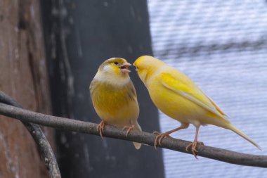 Detaylı tüyleri olan renkli bir kuşun makro yakın çekimi, keskin odaklı ve canlı tüylü vahşi doğa fotoğrafçılığı