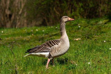Detaylı tüyleri olan renkli bir kuşun makro yakın çekimi, keskin odaklı ve canlı tüylü vahşi doğa fotoğrafçılığı