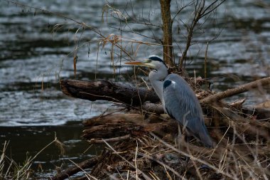 Detaylı tüyleri olan renkli bir kuşun makro yakın çekimi, keskin odaklı ve canlı tüylü vahşi doğa fotoğrafçılığı