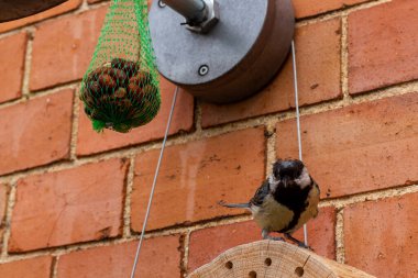 Makro, beslenme yakınlarındaki tüyleri detaylı bir kuşa yakın, vahşi yaşam fotoğrafçılığı doğa güzelliğini ve keskin odak noktasındaki hayvan portresini gösteriyor.