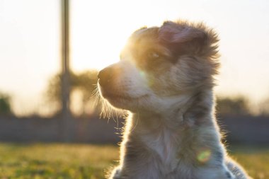 Şirin bebek köpek sınır köpeği çoban köpeği çimlerin üzerinde oturuyor ve kameraya bakıyor.