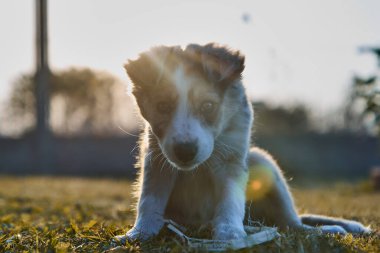 Şirin bebek köpek sınır köpeği çoban köpeği çimlerin üzerinde oturuyor ve kameraya bakıyor.