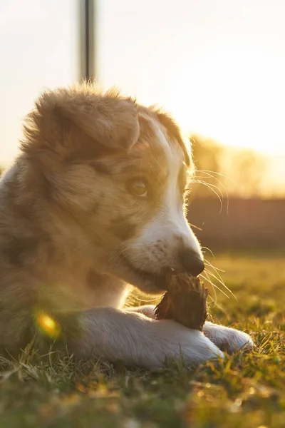 Lindo Bebé Perro Frontera Collie Sentado Hierba Mirando Cámara — Foto de Stock