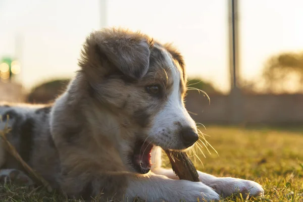 Lindo Bebé Perro Frontera Collie Sentado Hierba Mirando Cámara — Foto de Stock